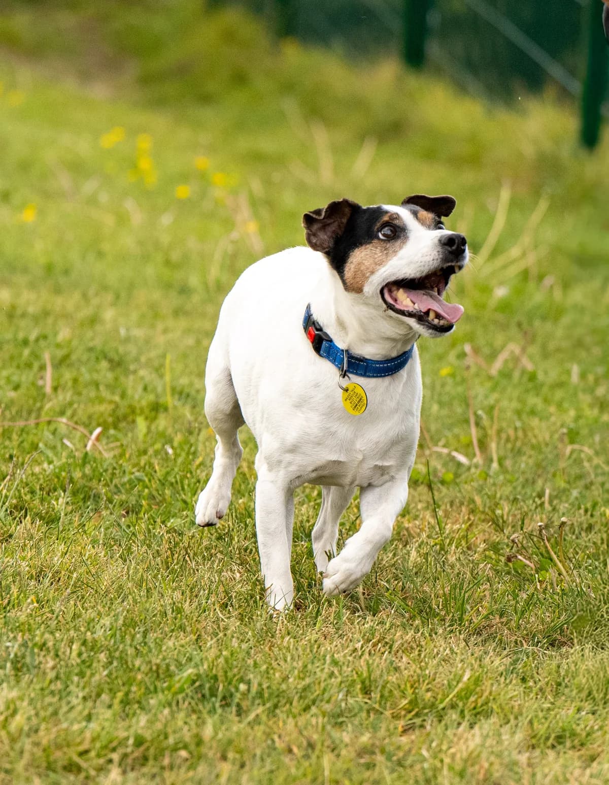 George, male senior Mixed Breed for adoption at Waggy Tails Rescue
