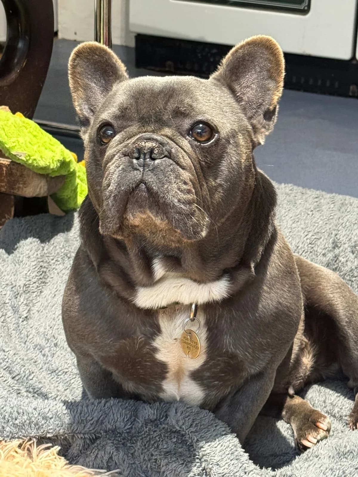 Blue, female senior Mixed Breed for adoption at Waggy Tails Rescue