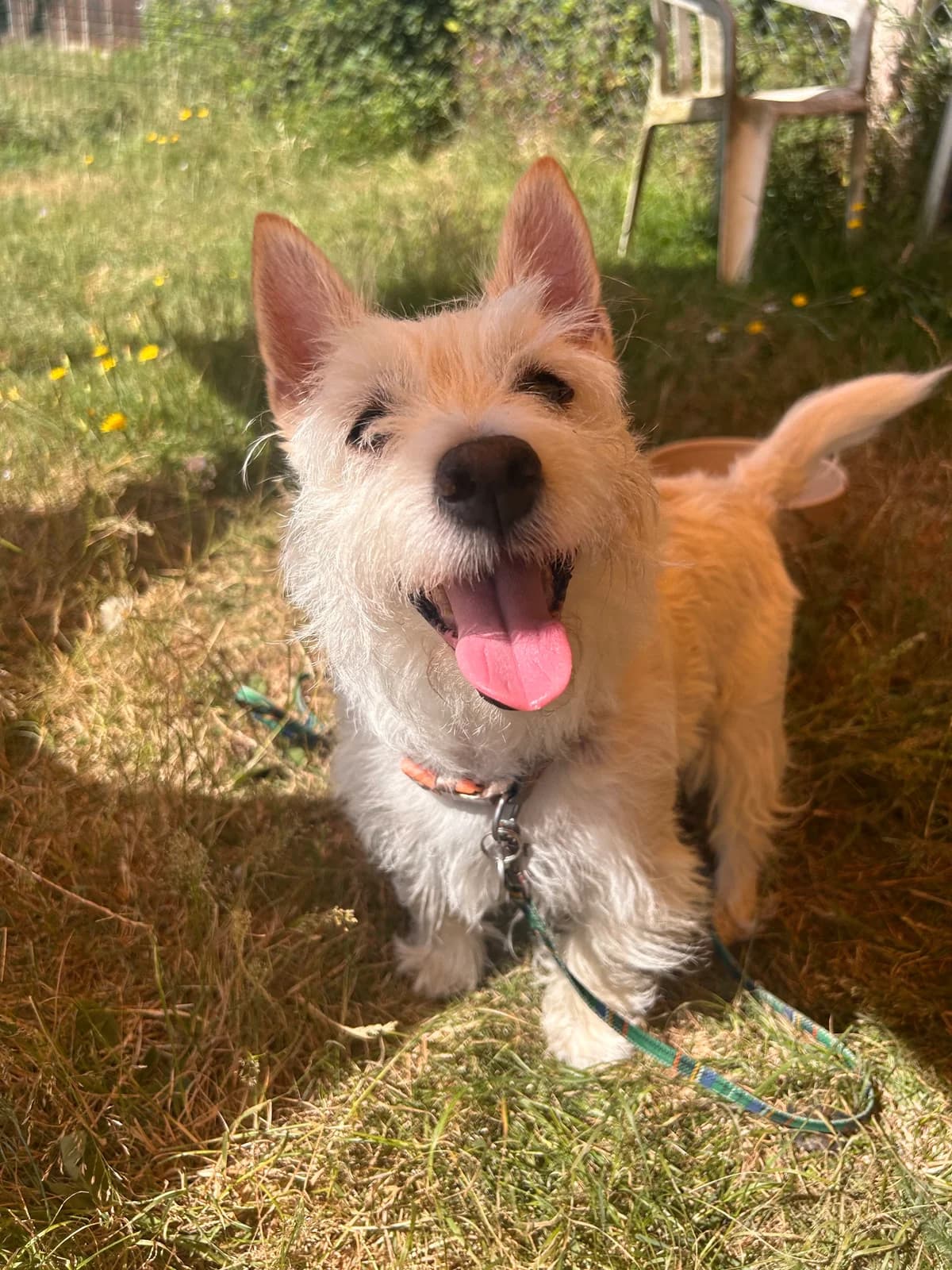 Chiquilin, female senior Mixed Breed for adoption at Waggy Tails Rescue