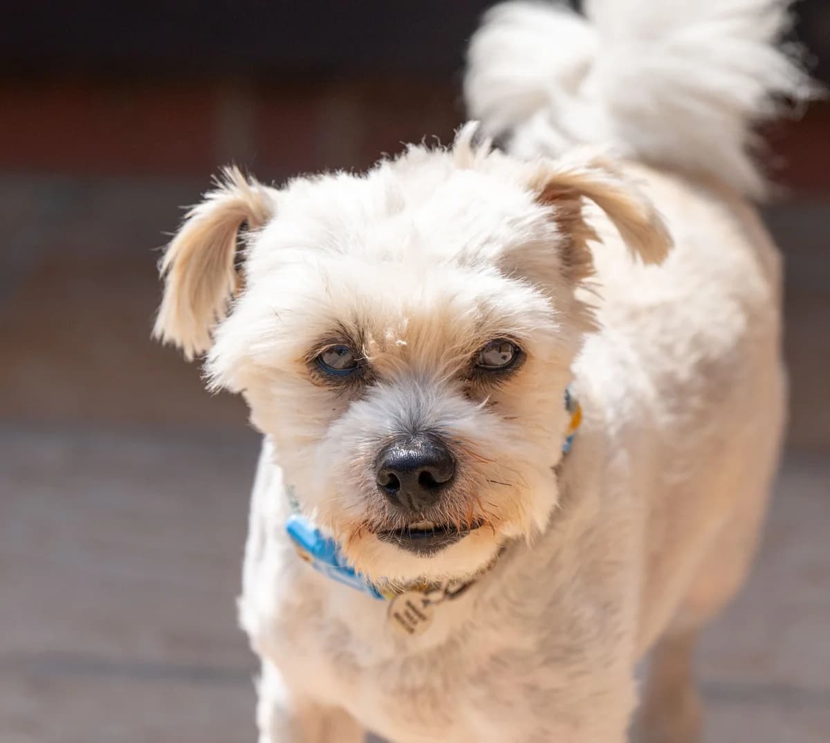 Buddy, male senior Mixed Breed for adoption at Waggy Tails Rescue