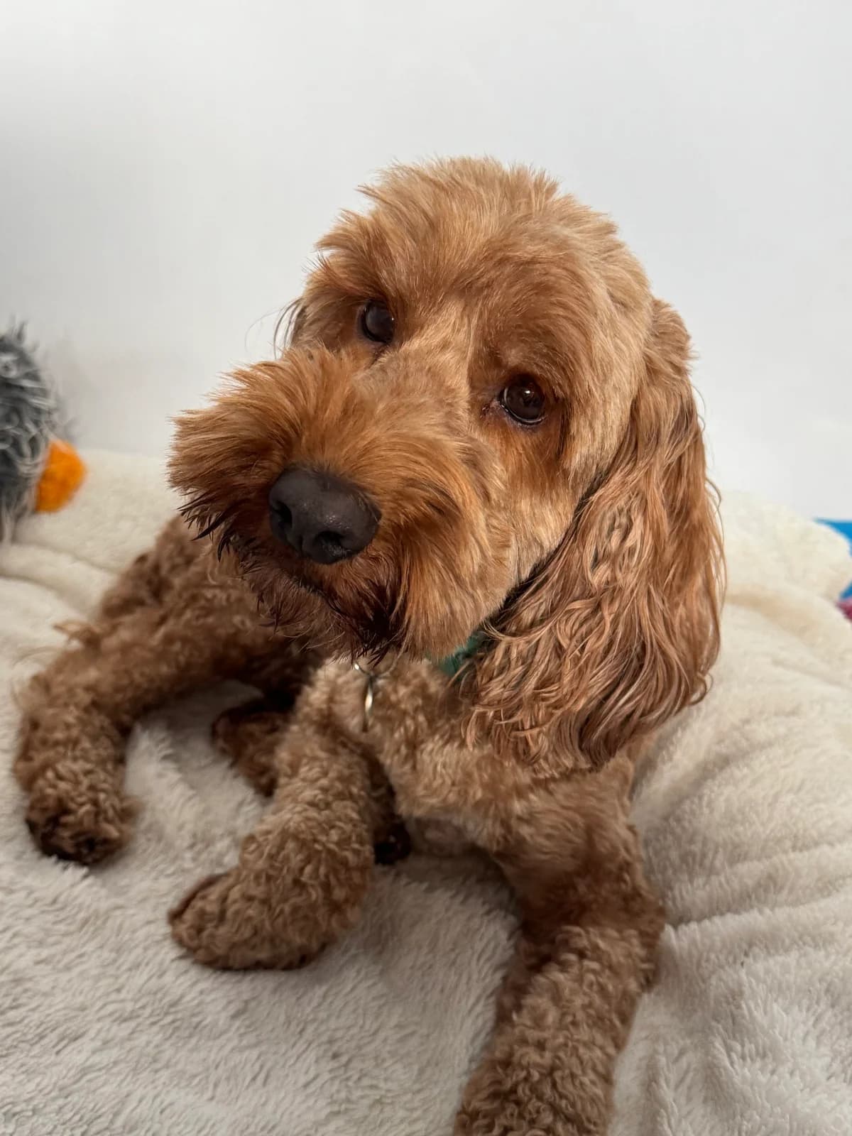 Buddy, male 3yo Mixed Breed for adoption at Waggy Tails Rescue