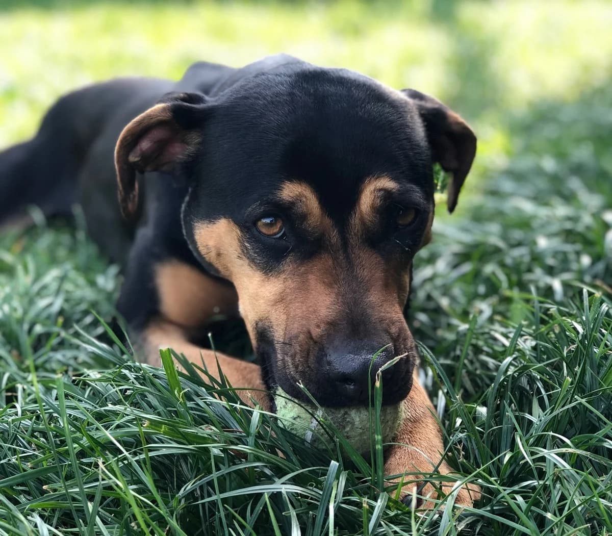 Lilly, female 4yo Mixed Breed for adoption at Waggy Tails Rescue