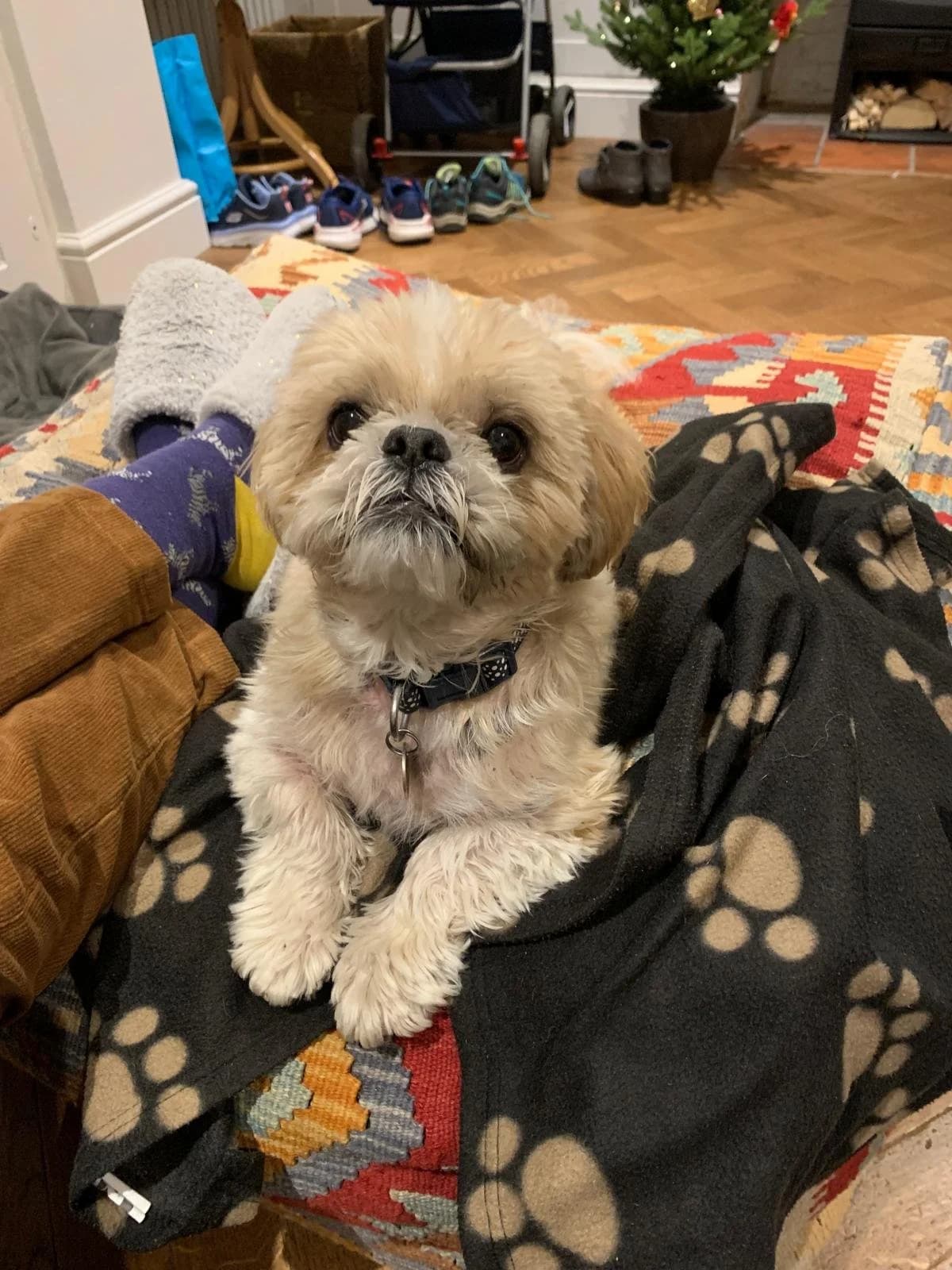Teddy, male senior Mixed Breed for adoption at Waggy Tails Rescue