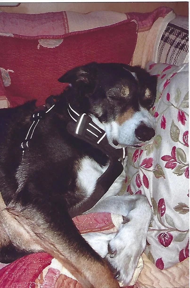 Max, male 7yo Mixed Breed for adoption at Waggy Tails Rescue