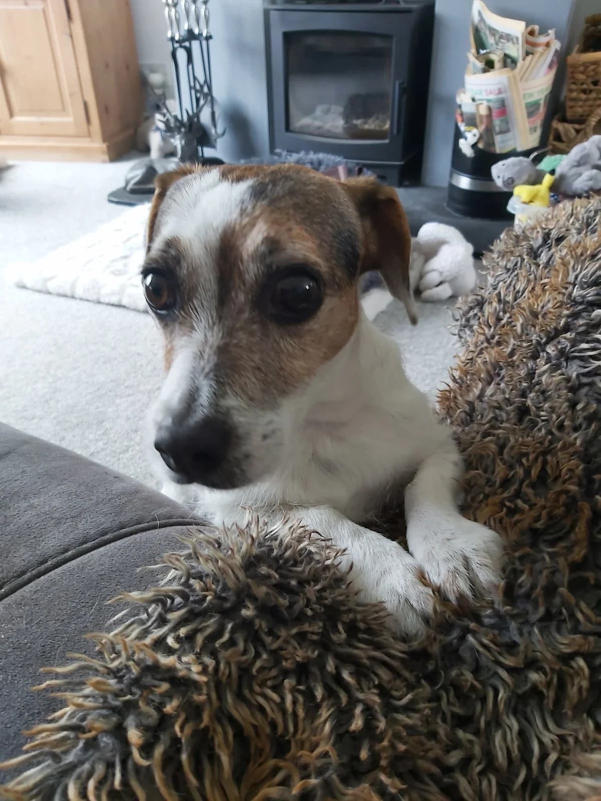 Buddy, male senior Mixed Breed for adoption at Waggy Tails Rescue
