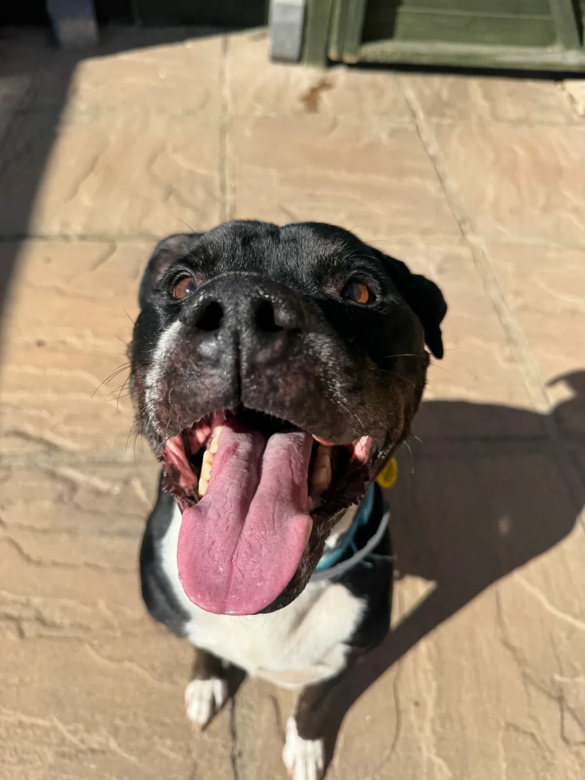 Colby, male senior Mixed Breed for adoption at Waggy Tails Rescue