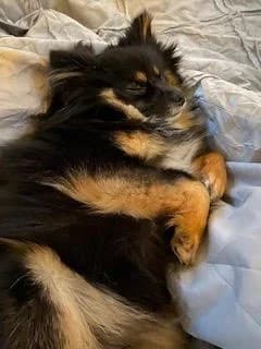 Devon, female puppy Mixed Breed for adoption at Waggy Tails Rescue