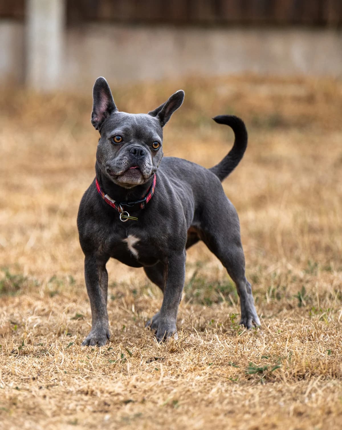 Bella, female young Mixed Breed for adoption at Waggy Tails Rescue