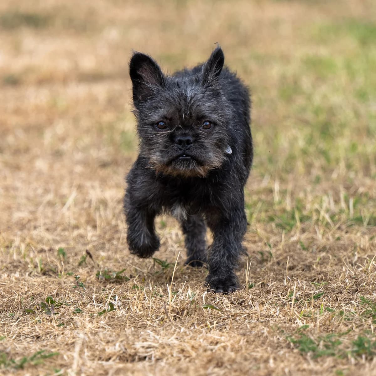 Nora, female puppy Mixed Breed for adoption at Waggy Tails Rescue