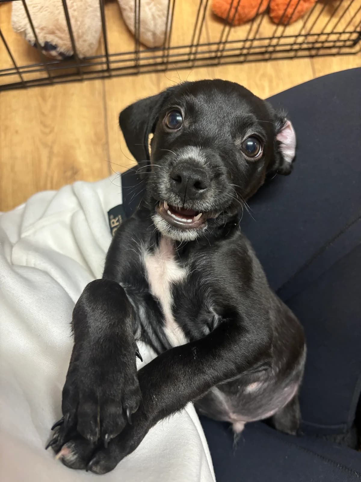 Cosmo, male puppy Mixed Breed for adoption at Waggy Tails Rescue