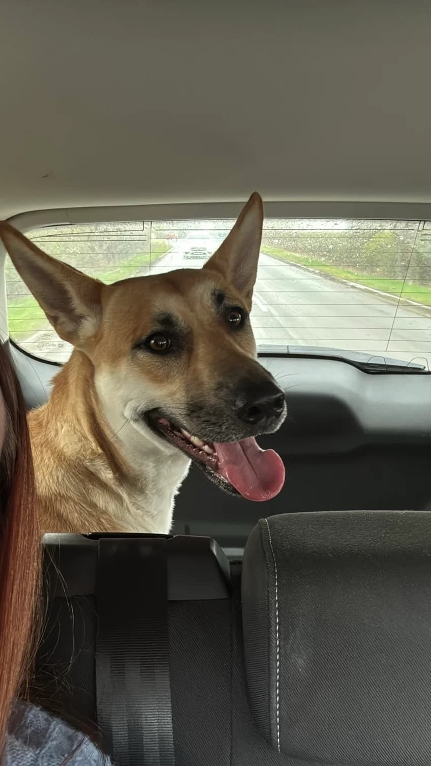 Rylee, female young mixed breed for adoption at Waggy Workers Dog Rescue