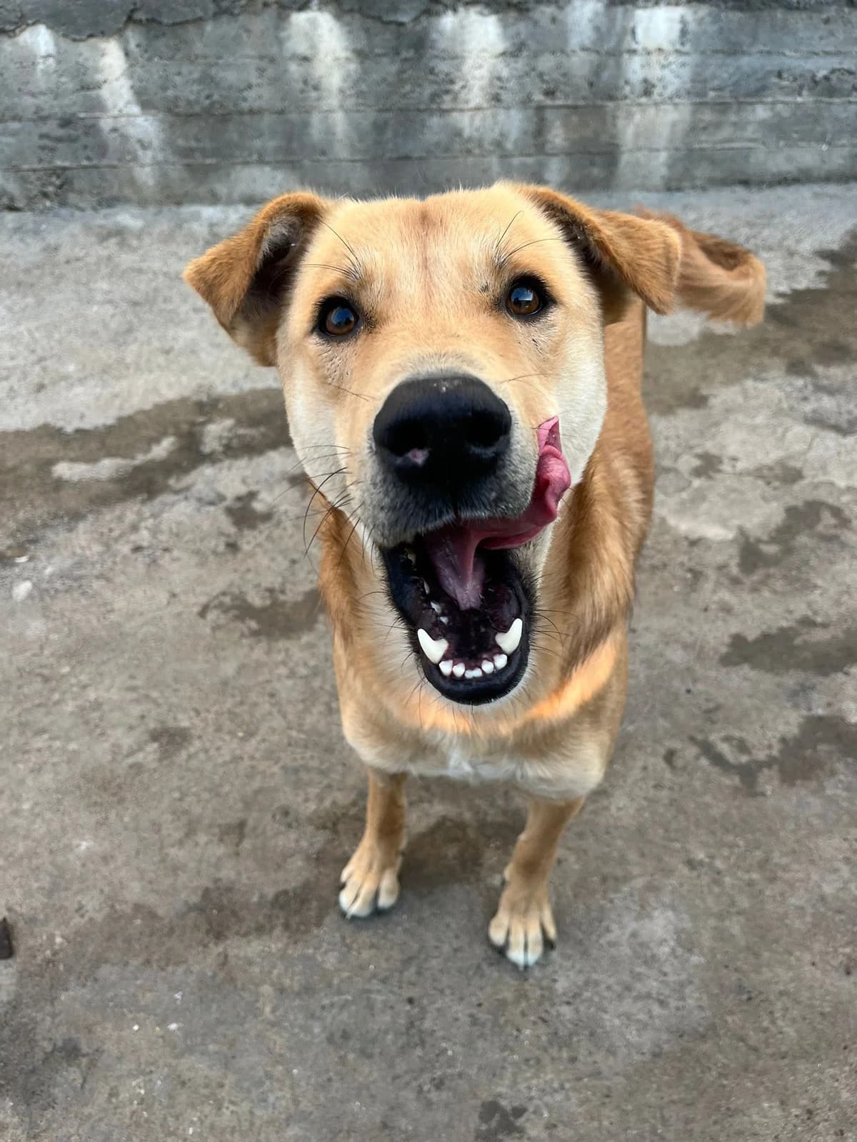 Billy, male Mixed Breed for adoption at War Paws