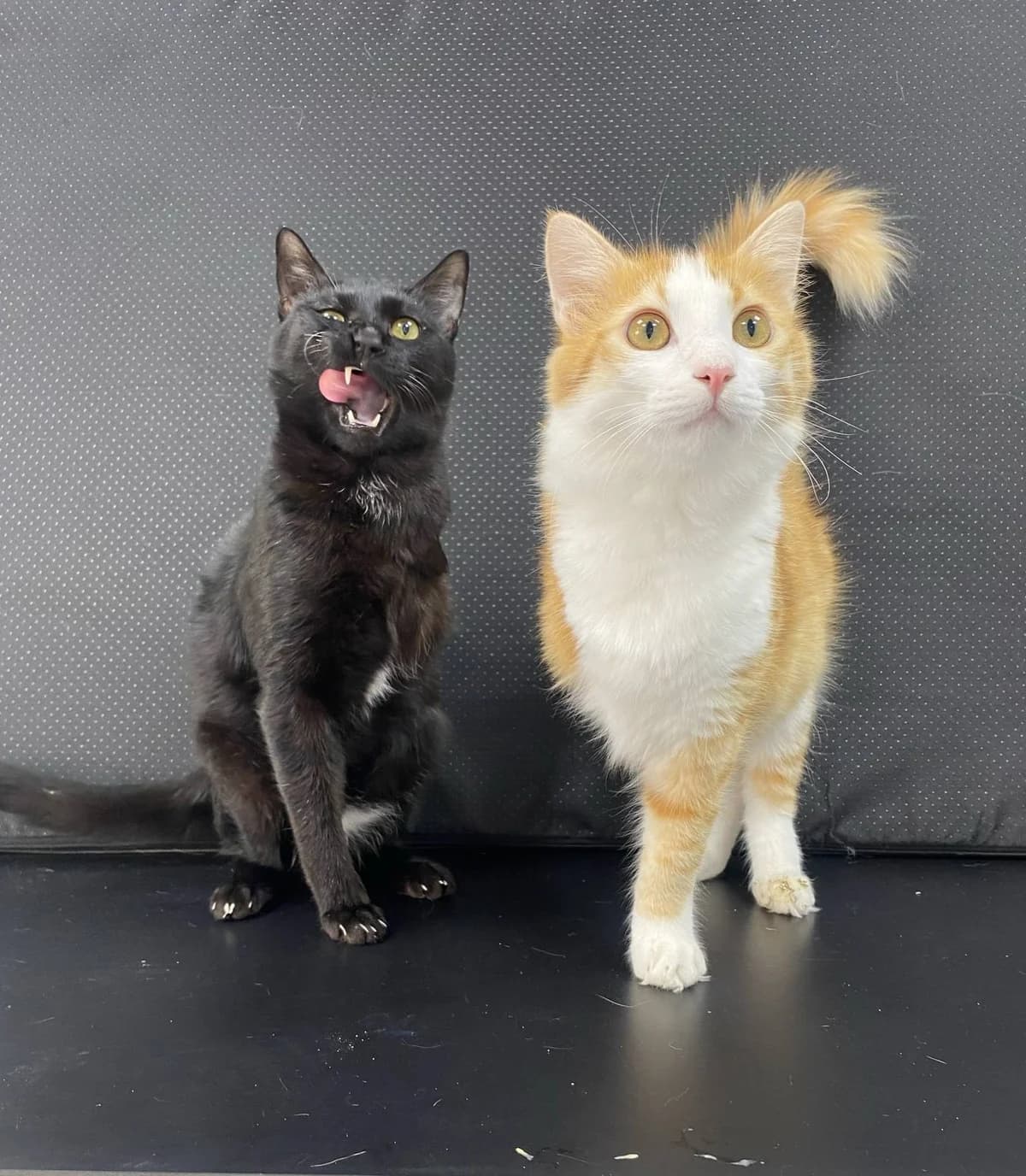 Marmalade &, male puppy Mixed Breed for adoption at War Paws