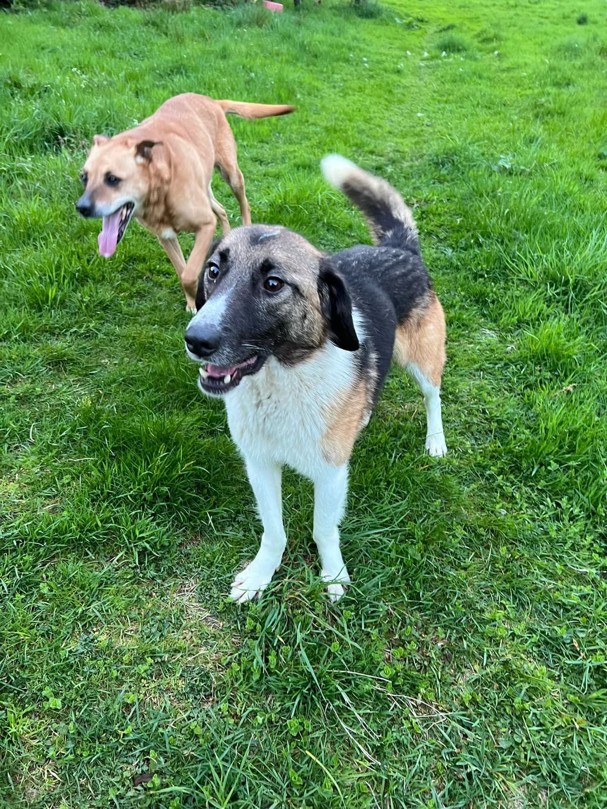 Tula, female Mixed Breed for adoption at War Paws