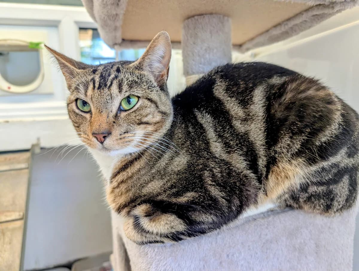 Bear, male Mixed Breed for adoption at Warrington Animal Welfare, Warrington