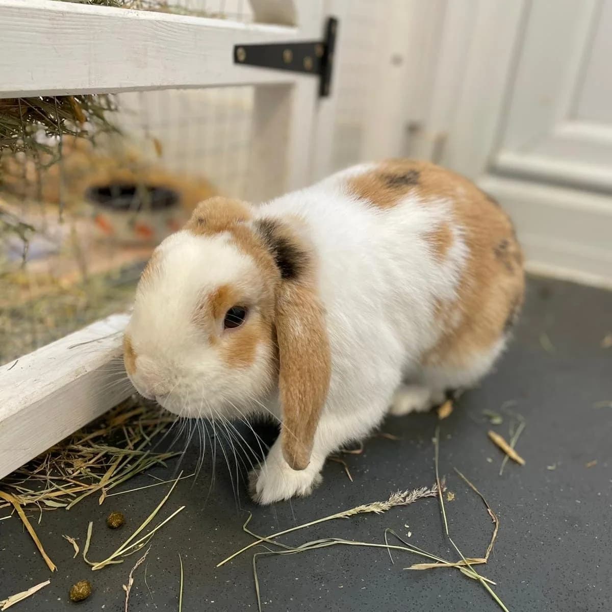 Bibby, male 3yo Mixed Breed for adoption at Warrington Animal Welfare, Warrington