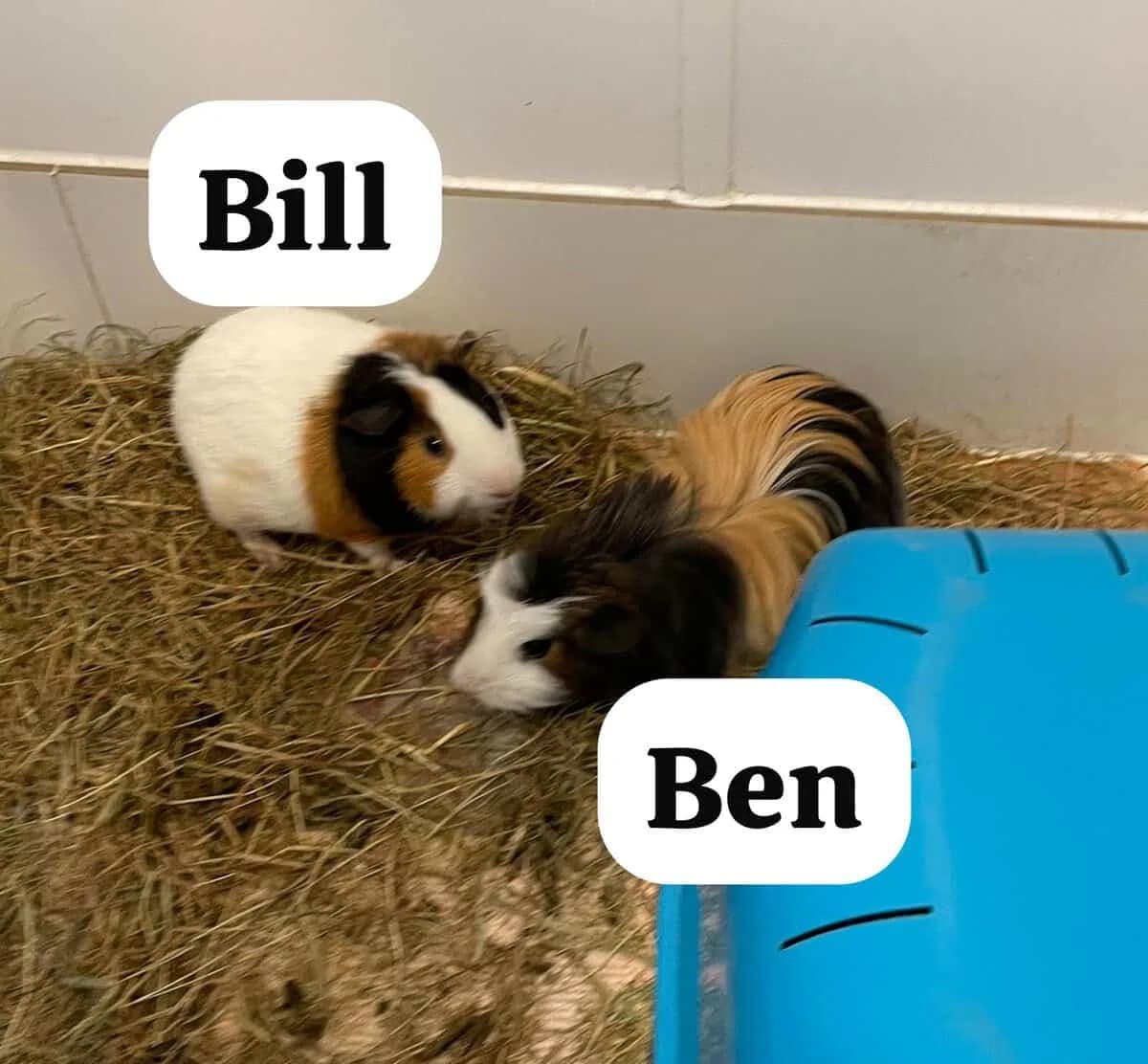 Bill & Ben, male Mixed Breed for adoption at Warrington Animal Welfare, Warrington