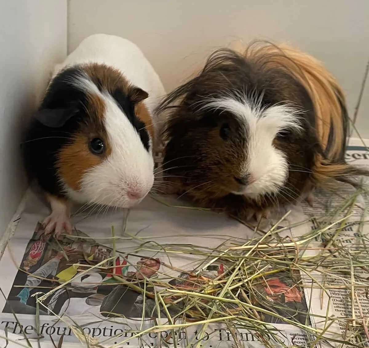 Bill & Ben, male Mixed Breed for adoption at Warrington Animal Welfare, Warrington