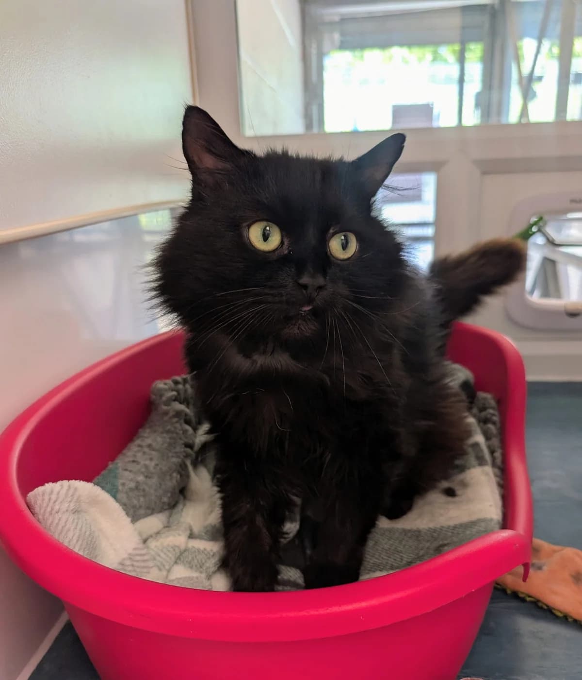 Blackie, male Mixed Breed for adoption at Warrington Animal Welfare, Warrington