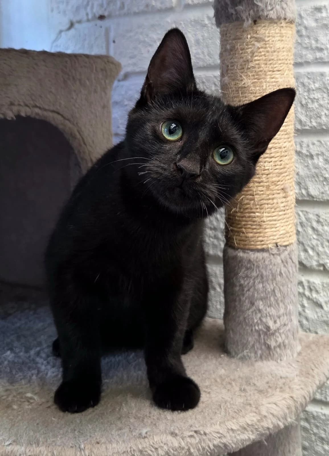 Brutus, male Mixed Breed for adoption at Warrington Animal Welfare, Warrington