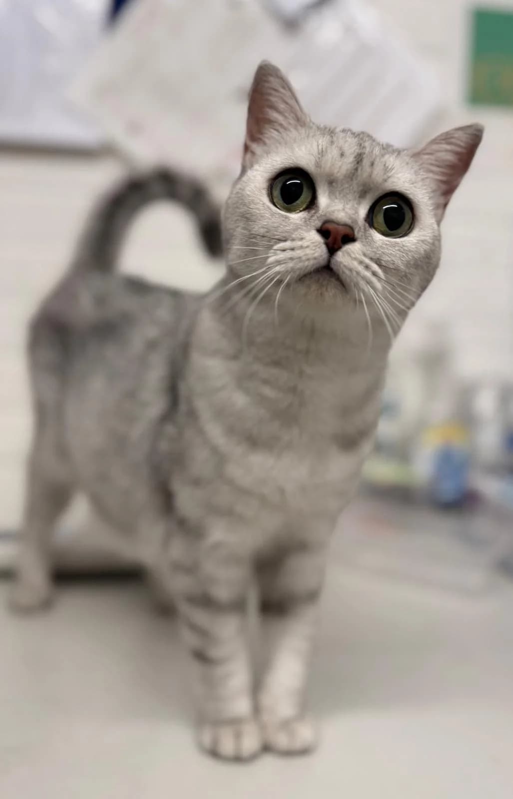 Chibbi, female 3yo Mixed Breed for adoption at Warrington Animal Welfare, Warrington