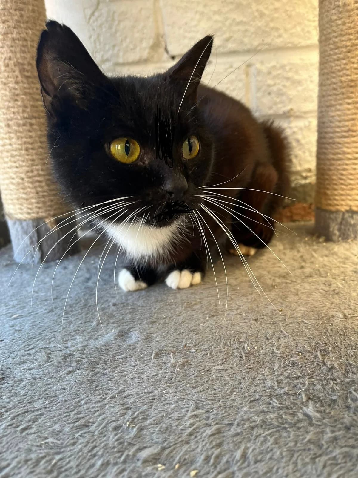 Christina, female Mixed Breed for adoption at Warrington Animal Welfare, Warrington