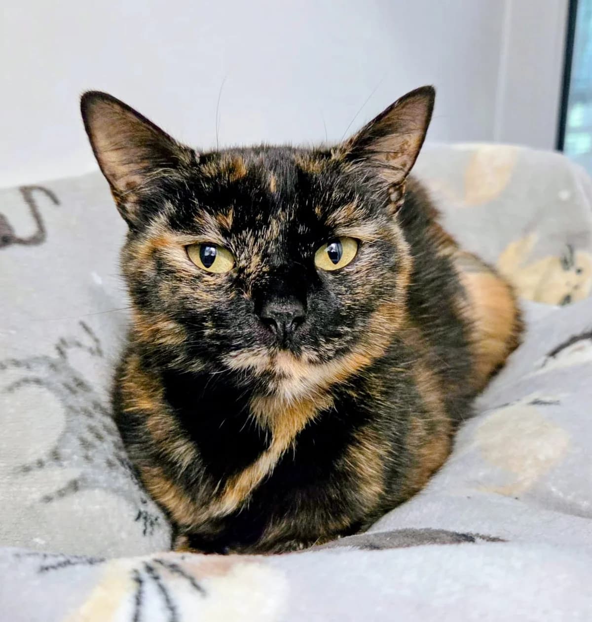 Coco, female Mixed Breed for adoption at Warrington Animal Welfare, Warrington
