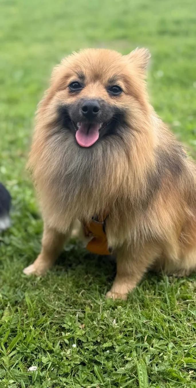 Daisy, female Mixed Breed for adoption at Warrington Animal Welfare, Warrington