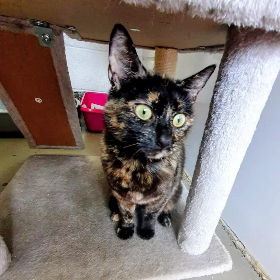 Dinky, female young Mixed Breed for adoption at Warrington Animal Welfare, Warrington