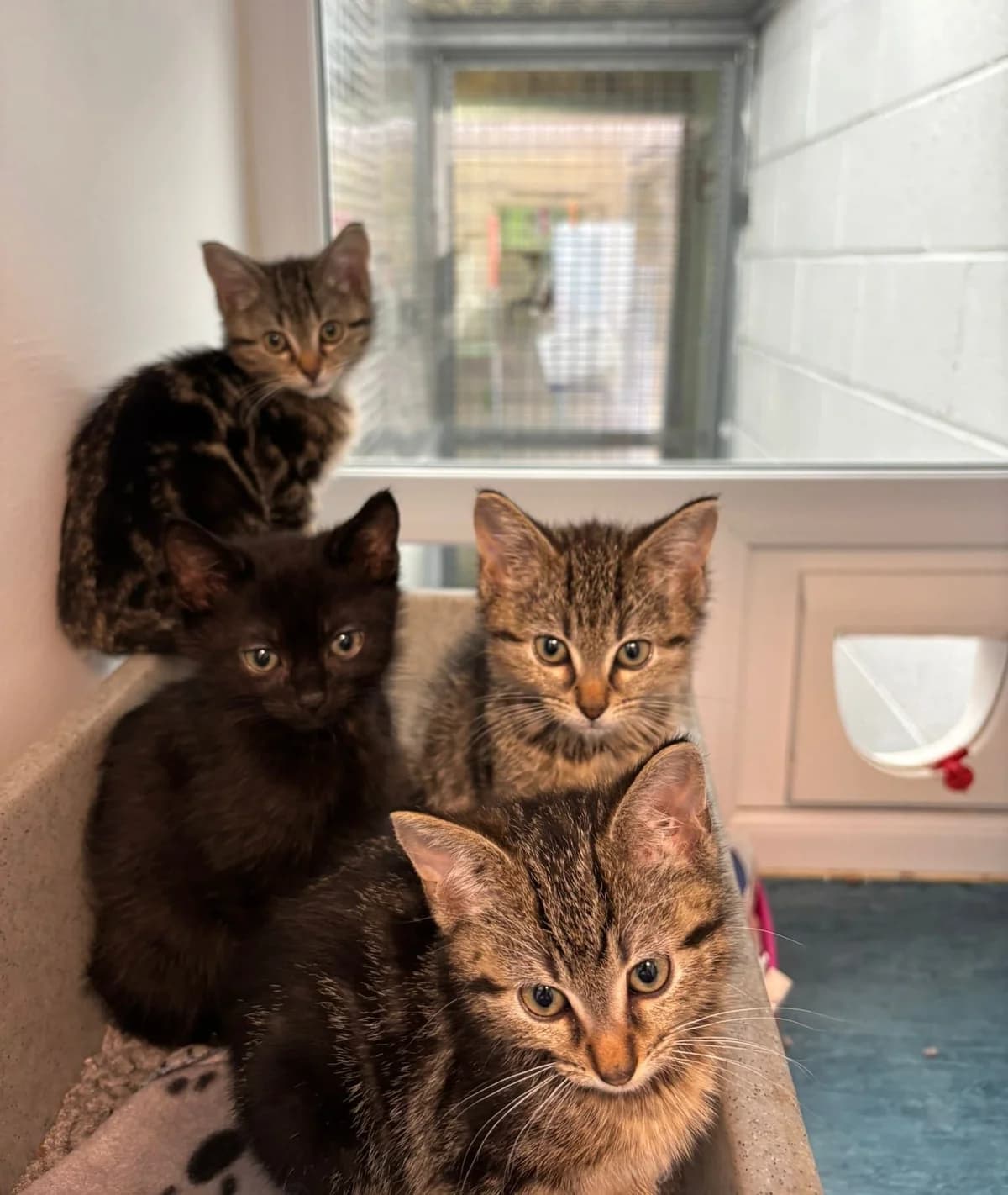 Dolly, Jolene, Kenny & Roger, male puppy Mixed Breed for adoption at Warrington Animal Welfare, Warrington