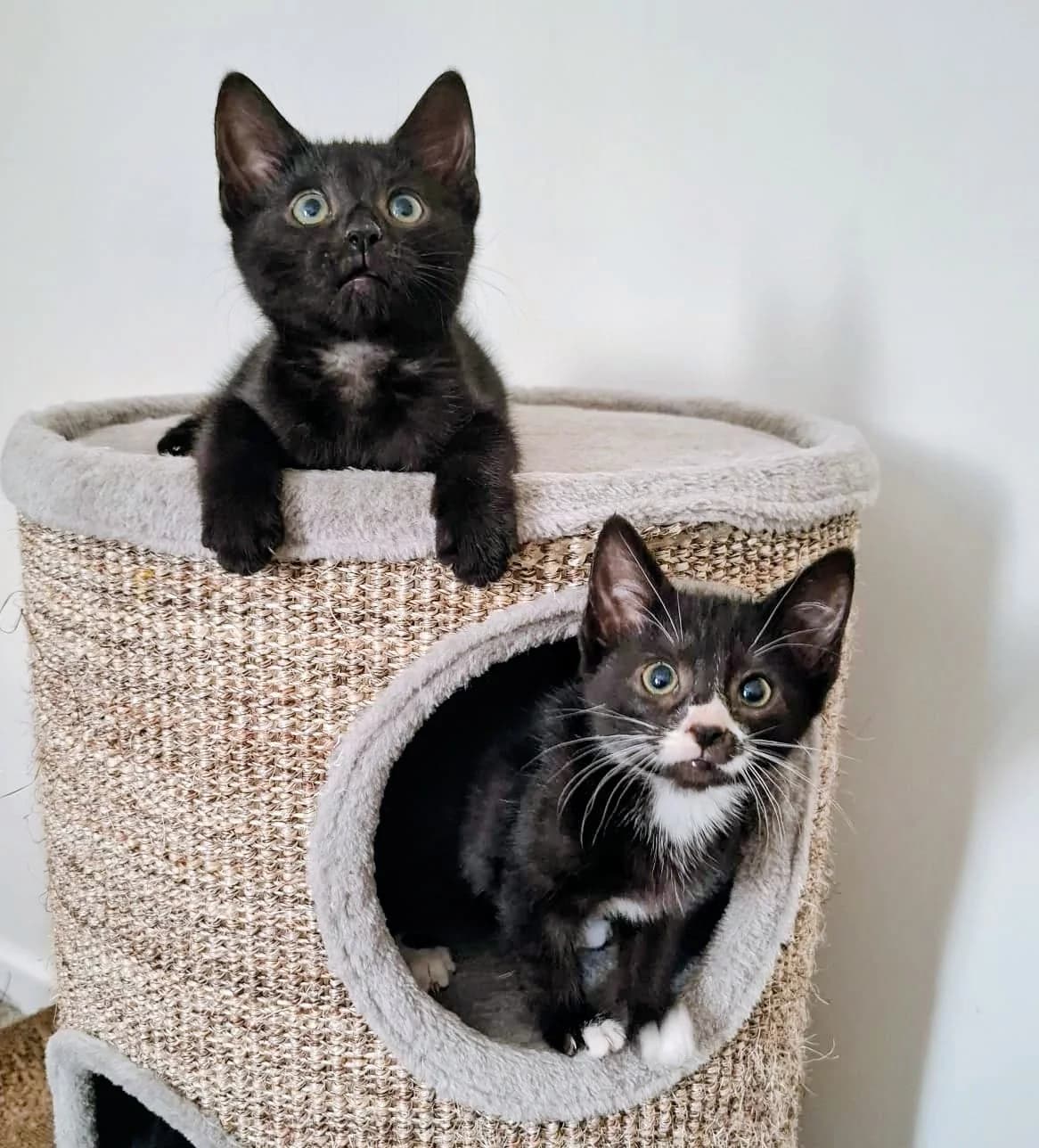 Dora & Diego, female puppy Mixed Breed for adoption at Warrington Animal Welfare, Warrington