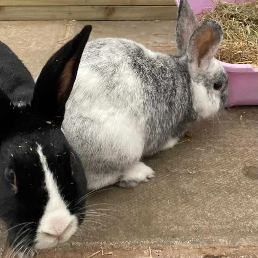 Dotty and Dusty, female Mixed Breed for adoption at Warrington Animal Welfare, Warrington