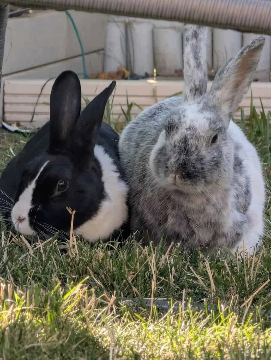 Dotty and Dusty, female Mixed Breed for adoption at Warrington Animal Welfare, Warrington