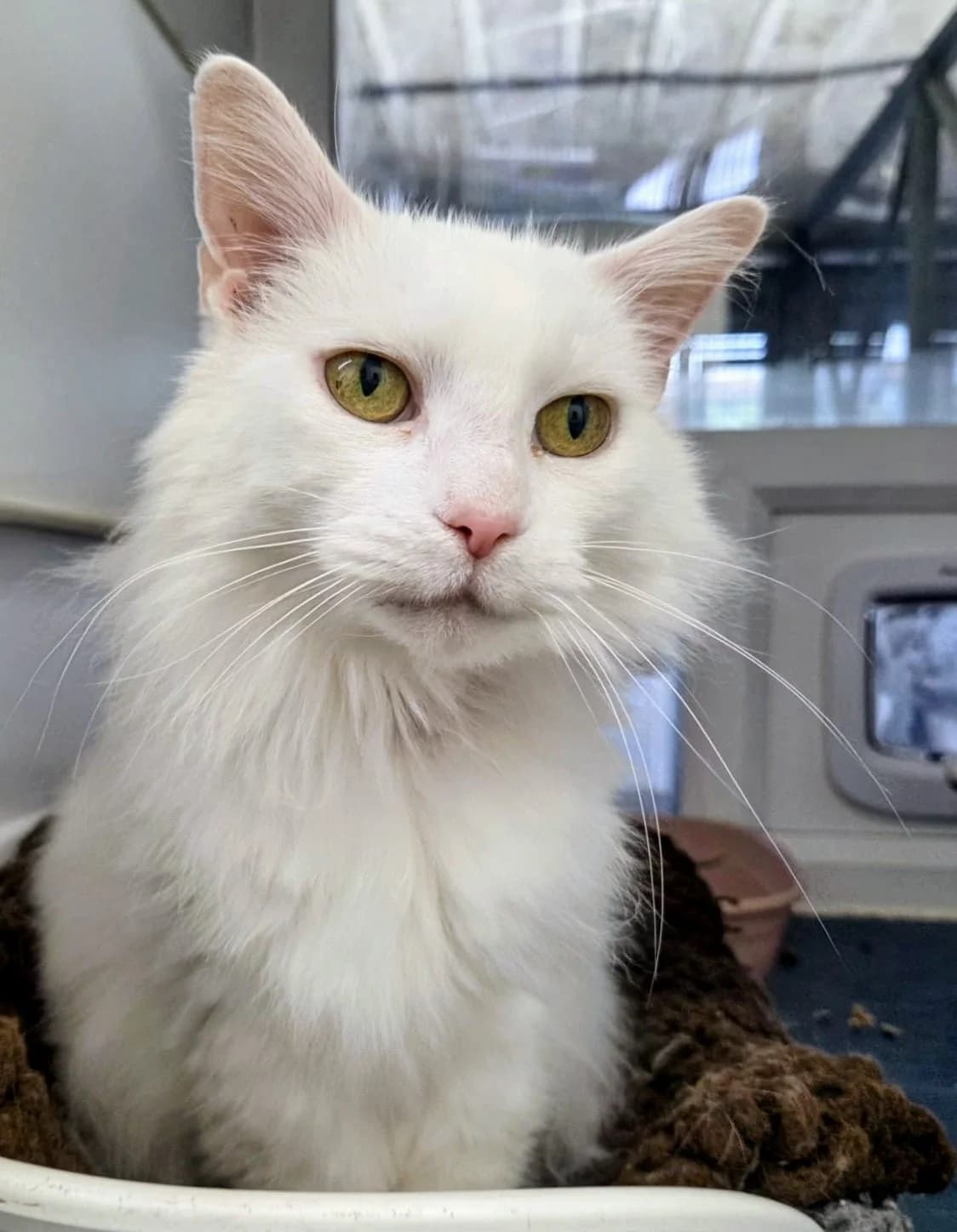 Duchess, female senior Mixed Breed for adoption at Warrington Animal Welfare, Warrington