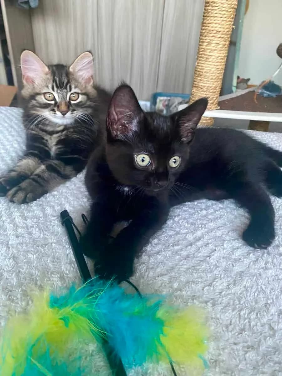 Ebony & Max, female puppy Mixed Breed for adoption at Warrington Animal Welfare, Warrington