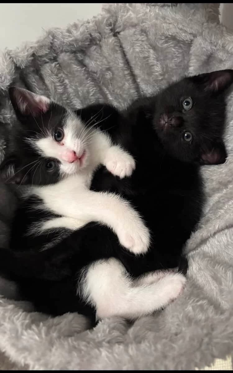 Ellie & Eddie, female puppy Mixed Breed for adoption at Warrington Animal Welfare, Warrington