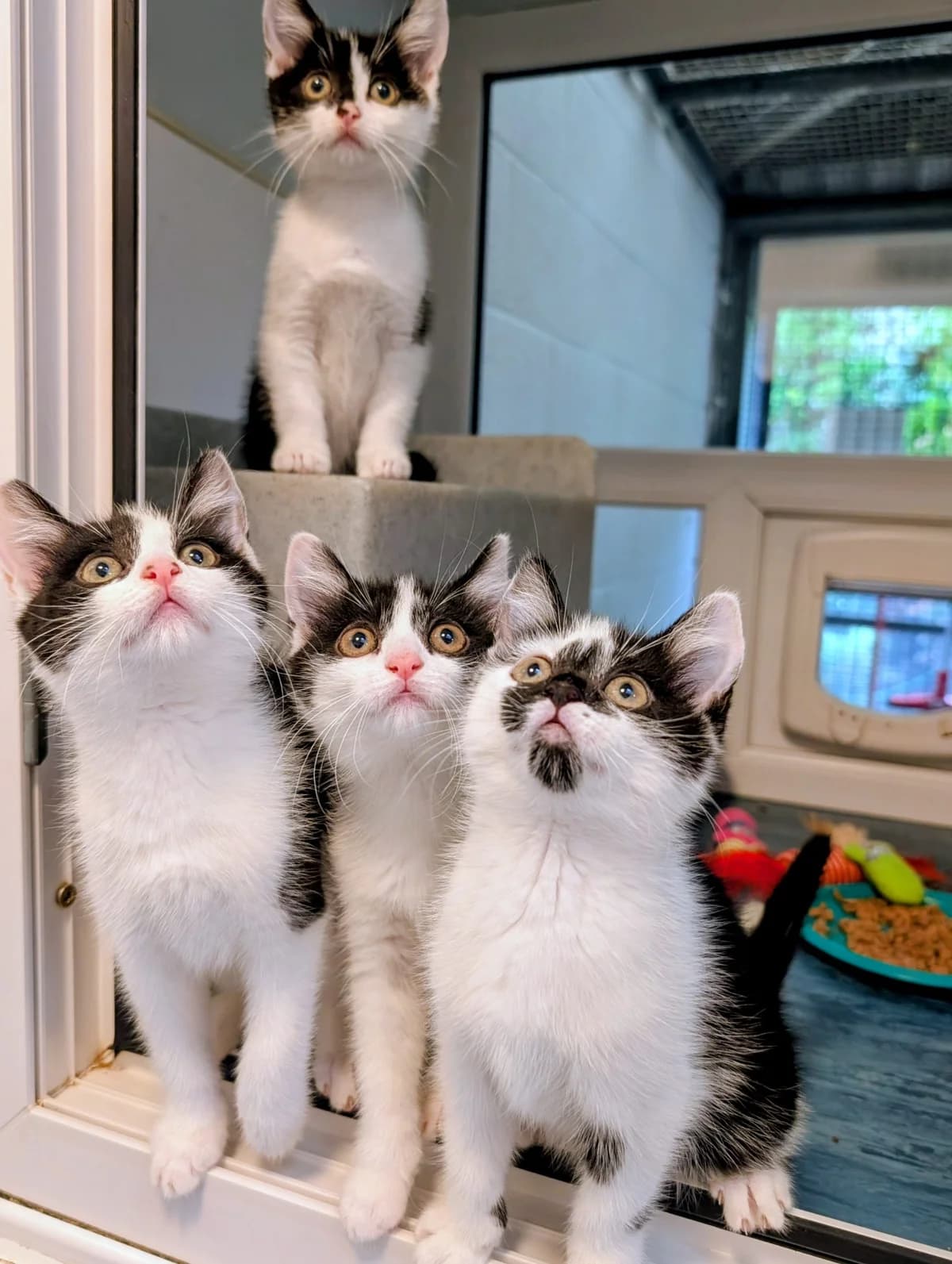 Elsa’s kittens, female puppy Mixed Breed for adoption at Warrington Animal Welfare, Warrington