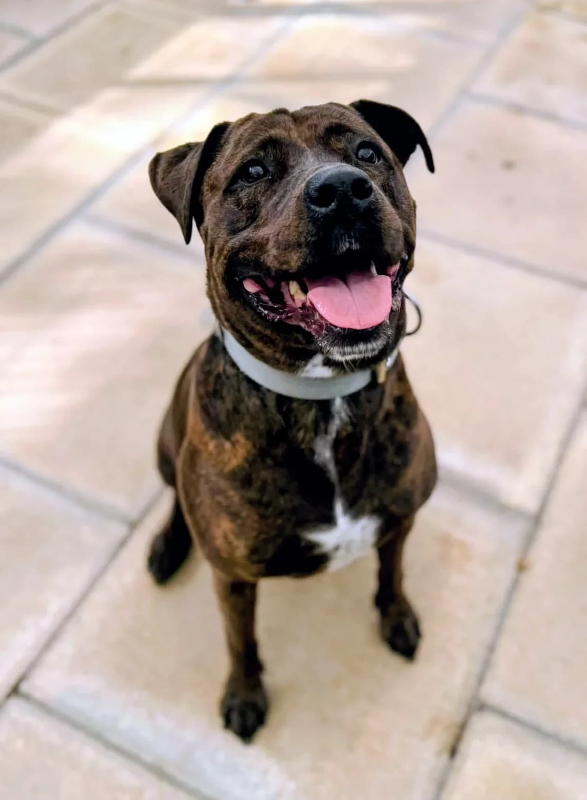Esme, female Mixed Breed for adoption at Warrington Animal Welfare, Warrington