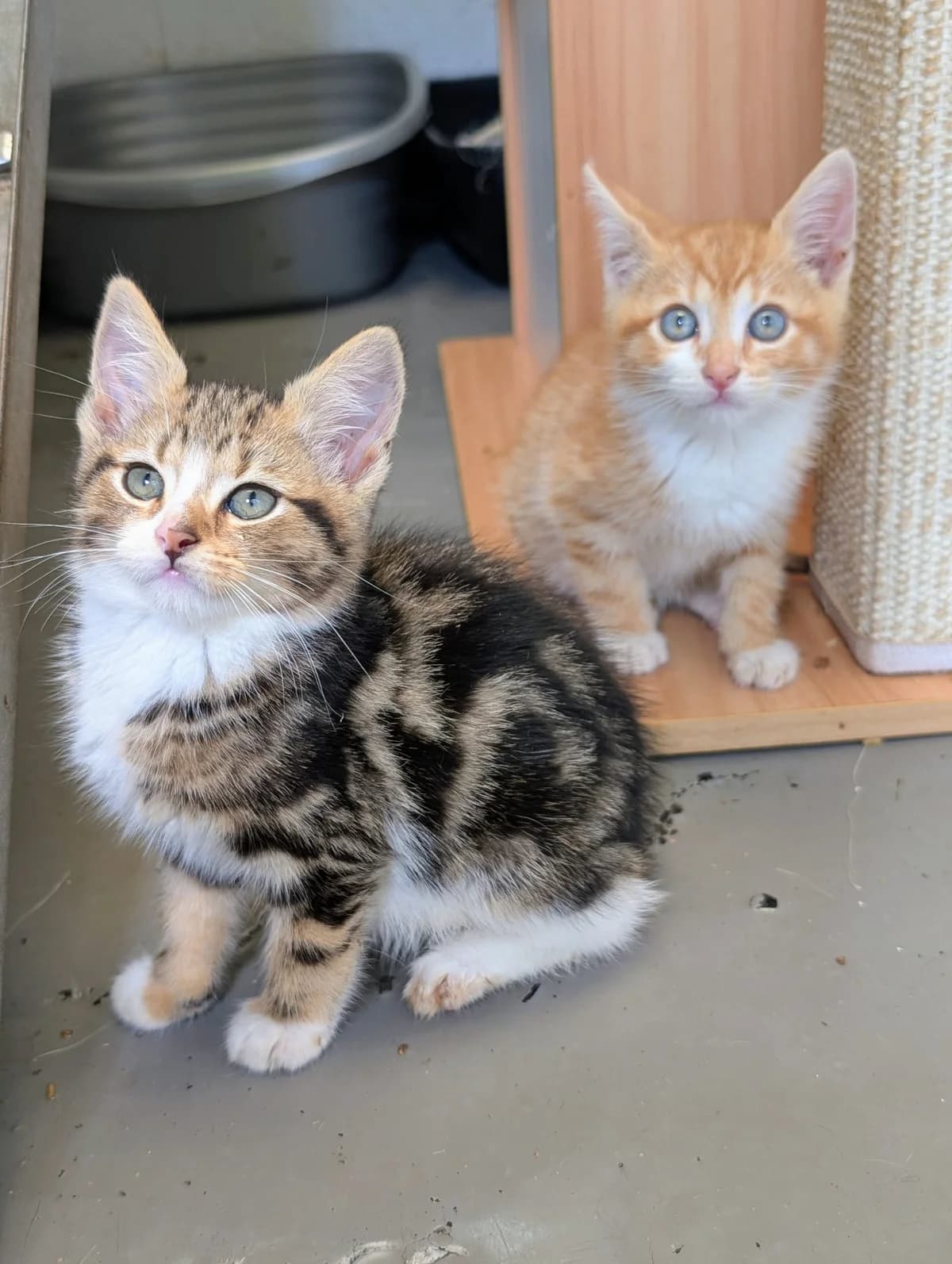 Francesca’s kittens, female puppy Mixed Breed for adoption at Warrington Animal Welfare, Warrington
