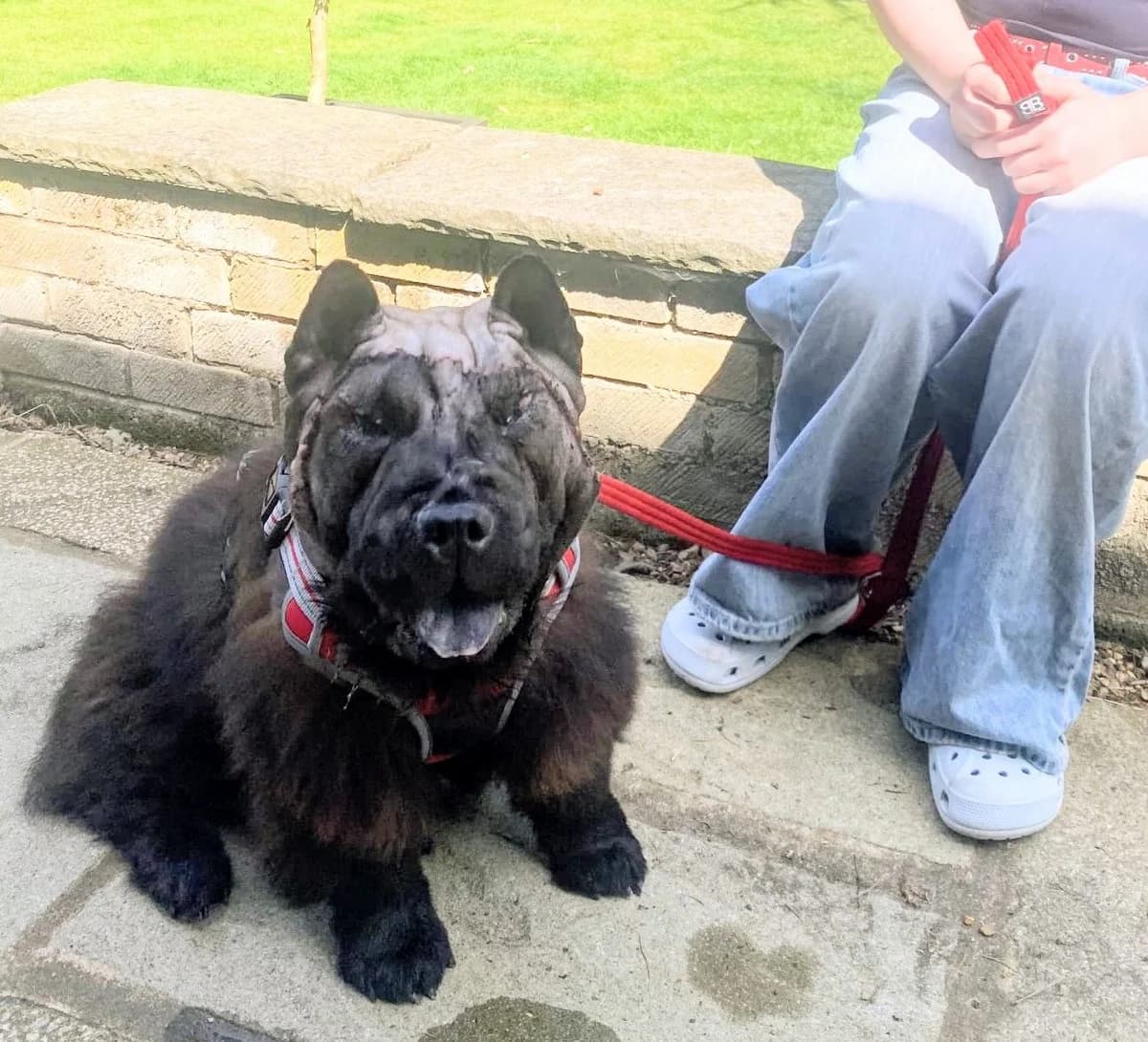 Gloria, female Mixed Breed for adoption at Warrington Animal Welfare, Warrington