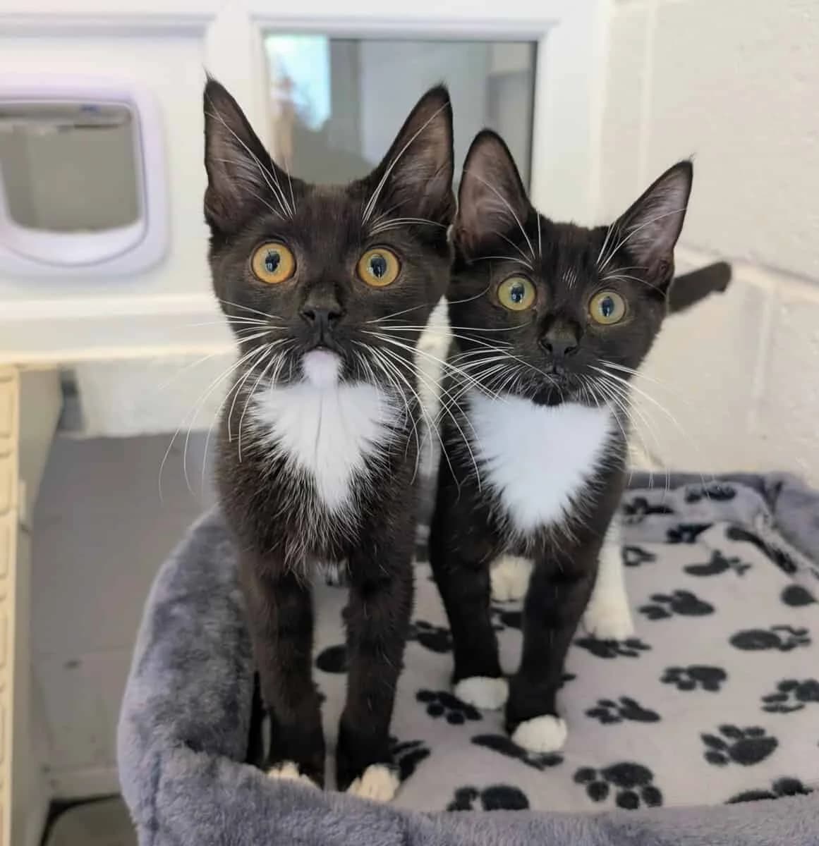 Hamish & Harry, male Mixed Breed for adoption at Warrington Animal Welfare, Warrington