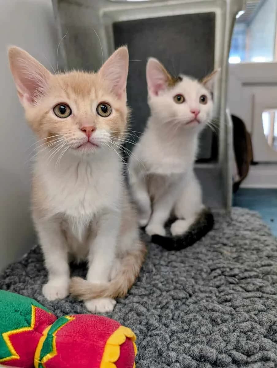 Horatio & Caine, male Mixed Breed for adoption at Warrington Animal Welfare, Warrington