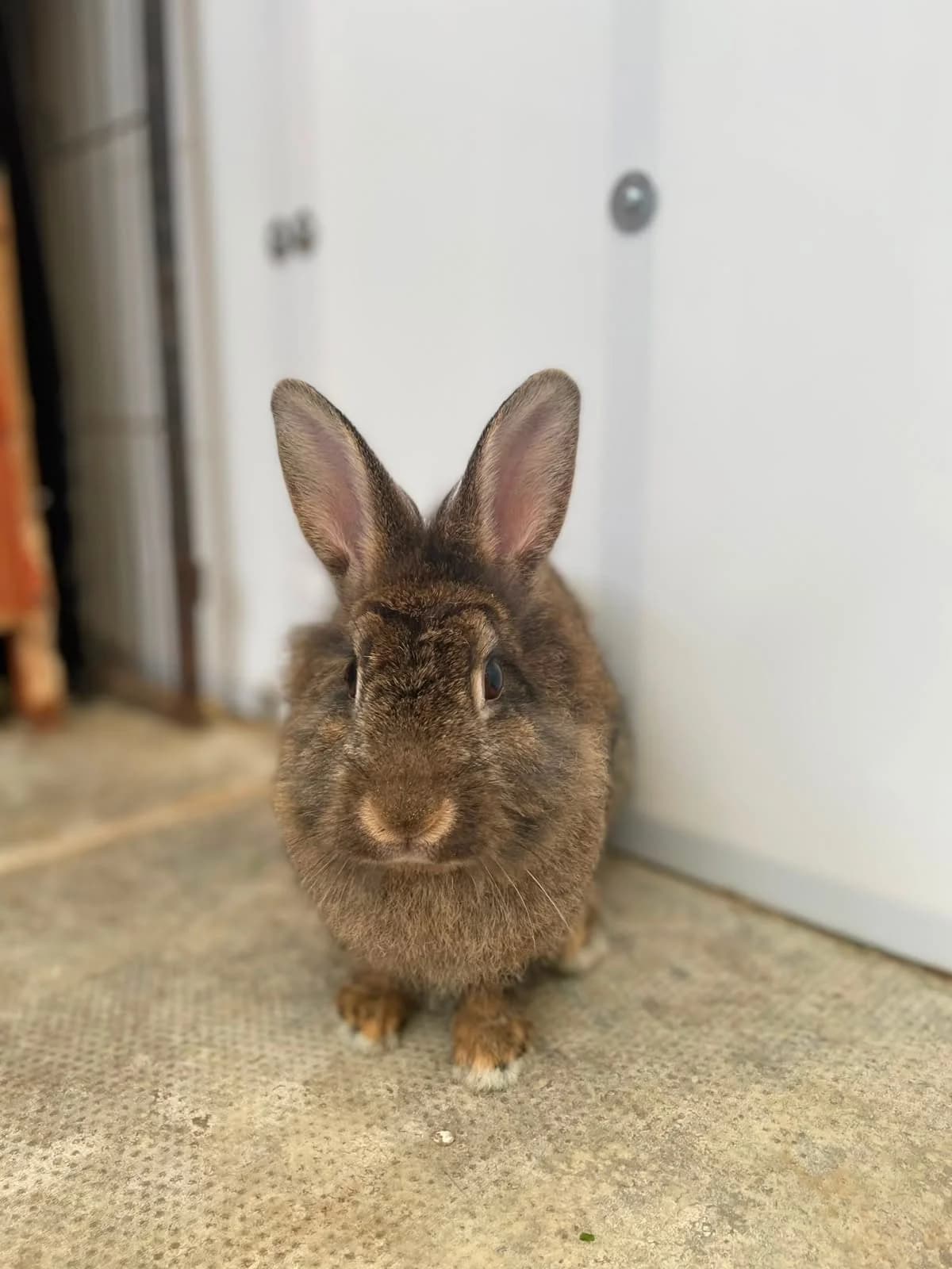 Iris, female Mixed Breed for adoption at Warrington Animal Welfare, Warrington