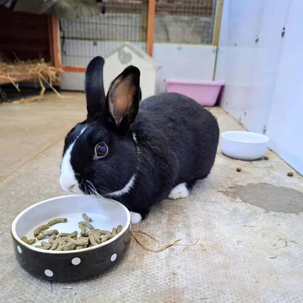 Jack Skellington, female Mixed Breed for adoption at Warrington Animal Welfare, Warrington