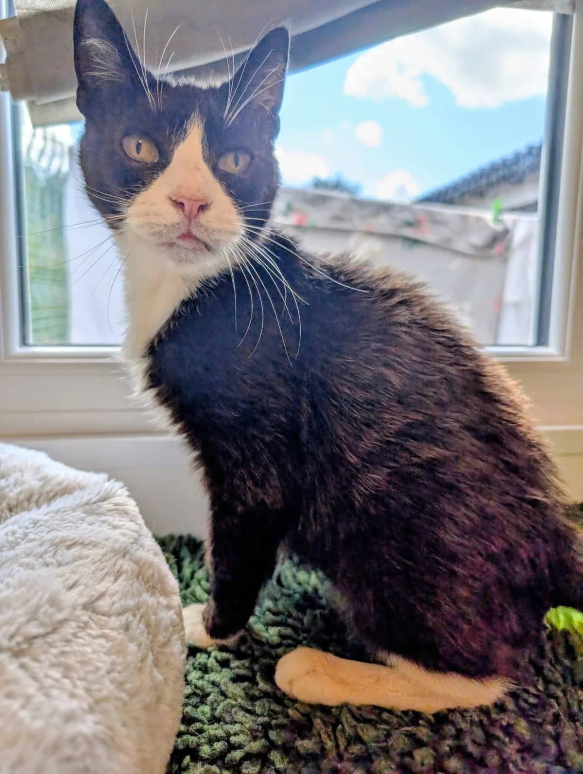 Jasmine, female senior Mixed Breed for adoption at Warrington Animal Welfare, Warrington