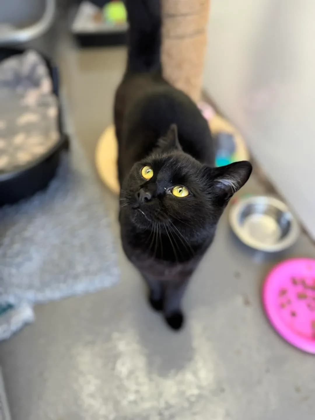 Kiwi, male Mixed Breed for adoption at Warrington Animal Welfare, Warrington