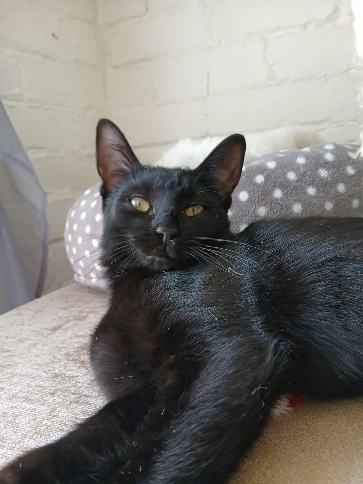 Luna, female puppy Mixed Breed for adoption at Warrington Animal Welfare, Warrington