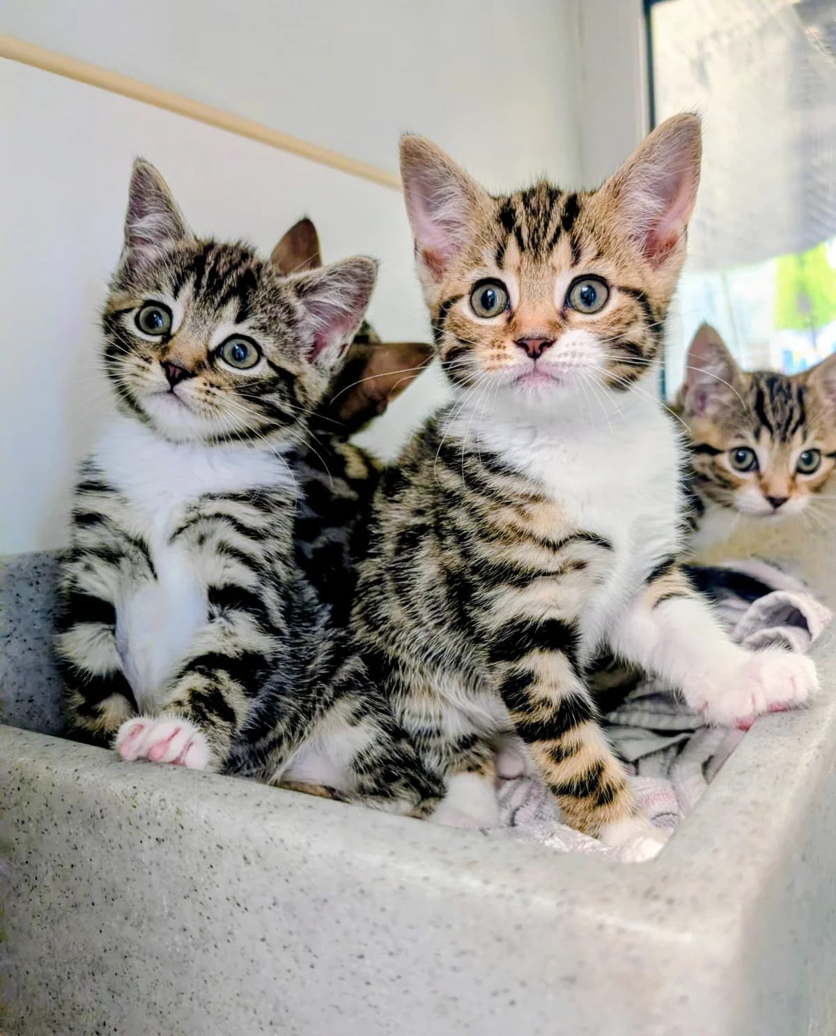 Madison & Brooklyn, female Mixed Breed for adoption at Warrington Animal Welfare, Warrington