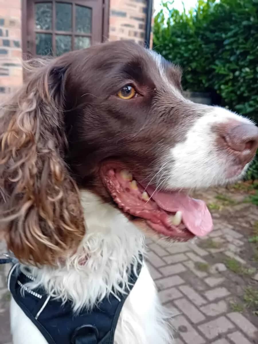 Max, male Mixed Breed for adoption at Warrington Animal Welfare, Warrington