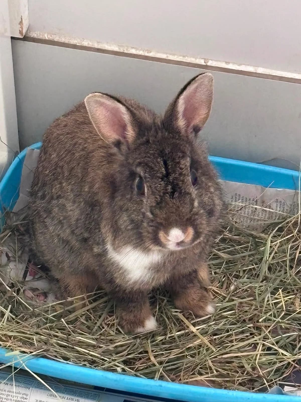 Miso, female Mixed Breed for adoption at Warrington Animal Welfare, Warrington